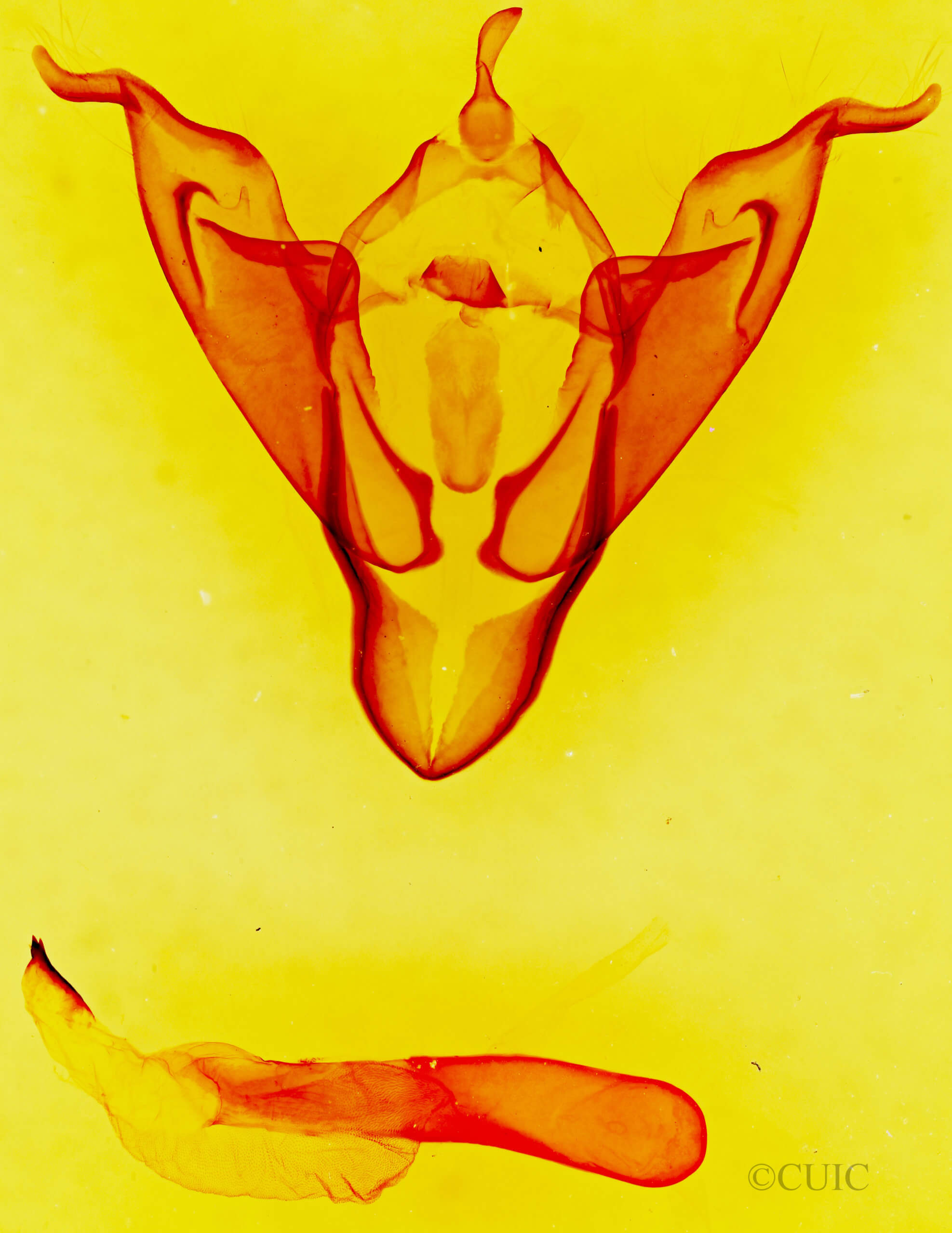 genitalia view of adult Abagrotis orbis