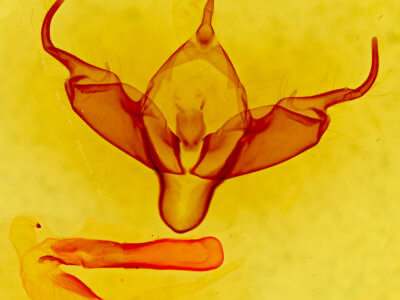 genitalia view of adult Abagrotis reedi