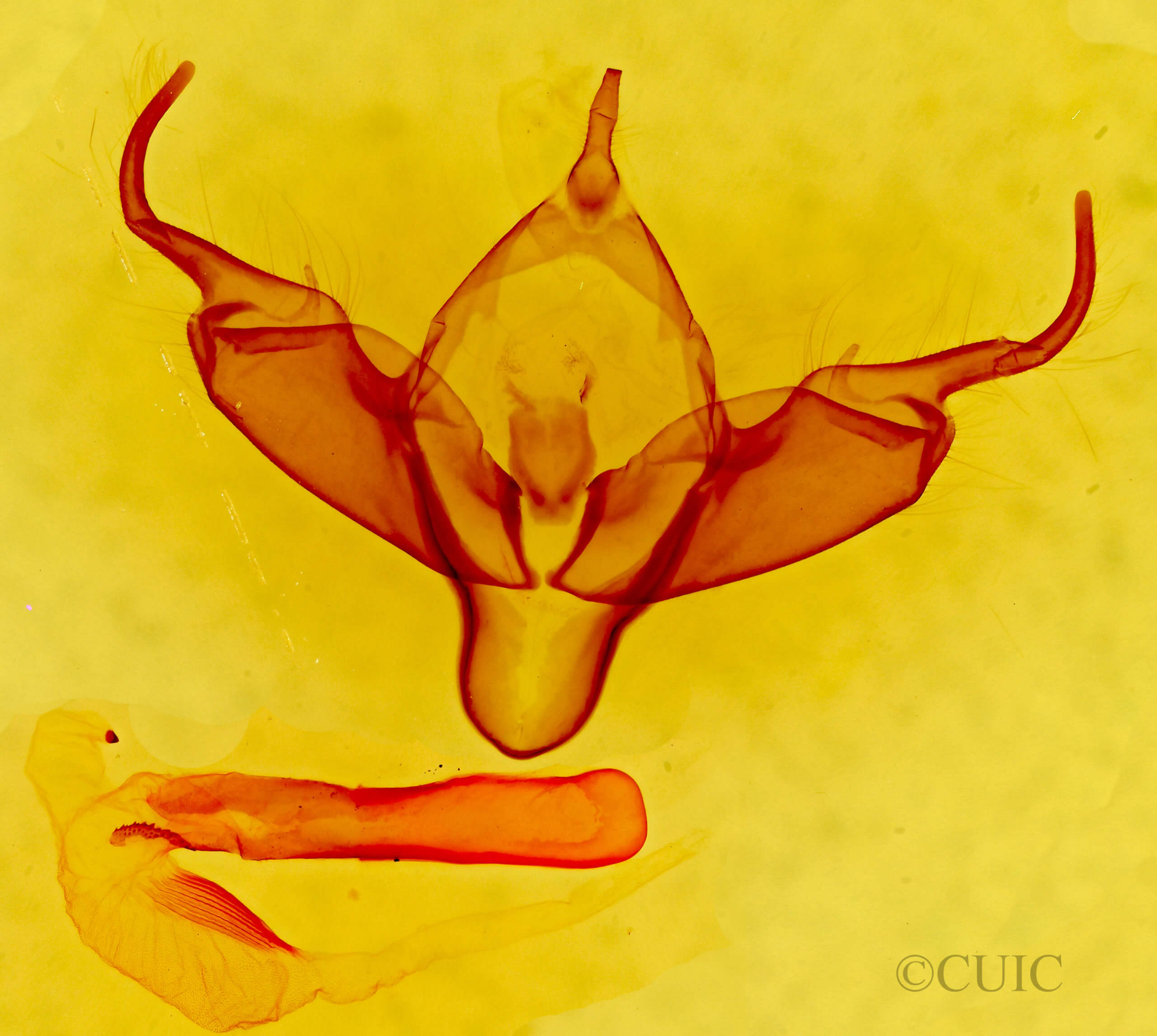 genitalia view of adult Abagrotis reedi