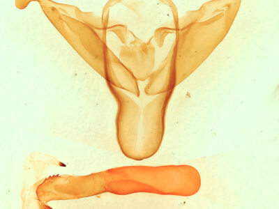 genitalia view of adult Abagrotis alampeta