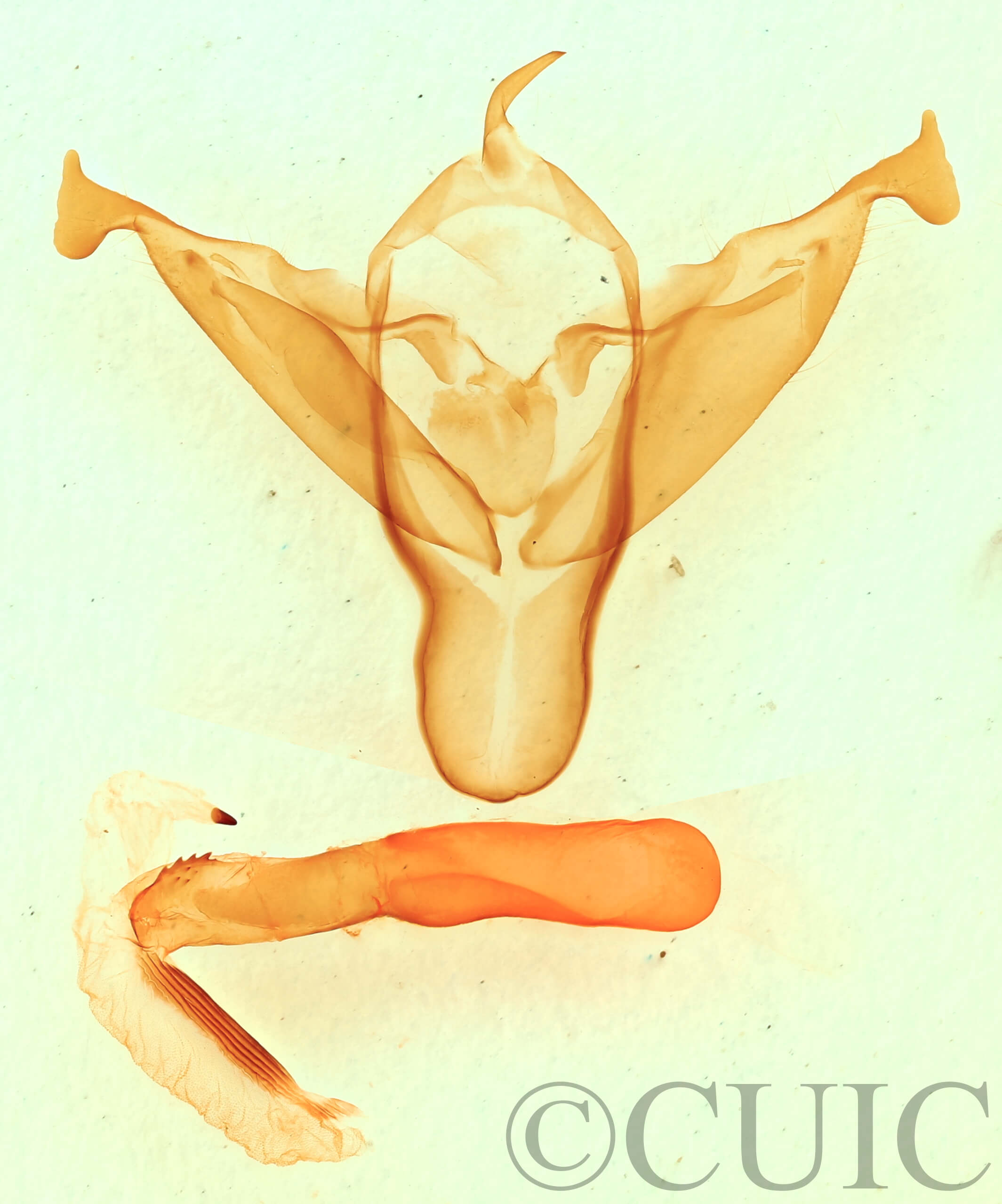 genitalia view of adult Abagrotis alampeta