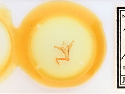 slide view of adult Abagrotis alampeta