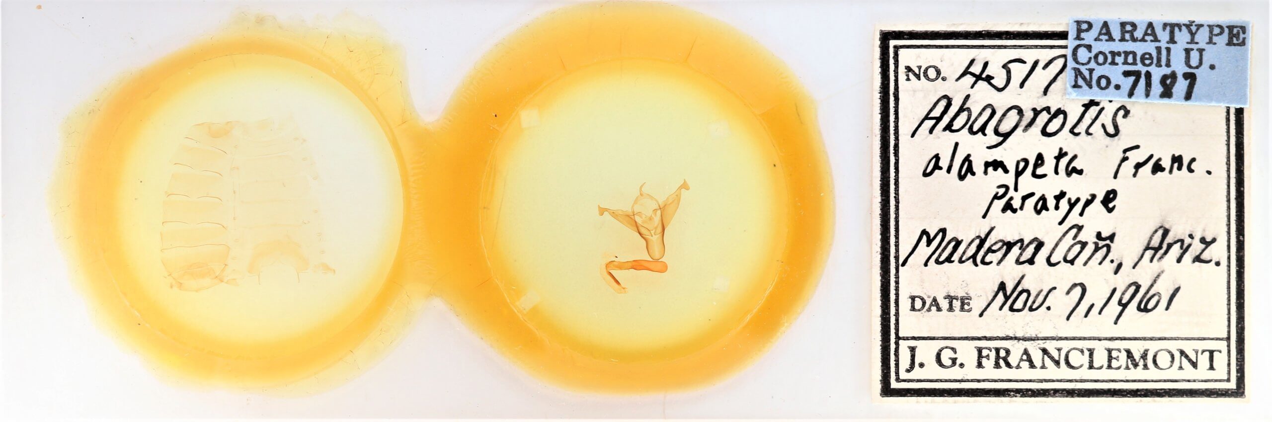 slide view of adult Abagrotis alampeta