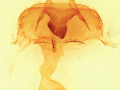 genitalia view of adult Abagrotis alampeta