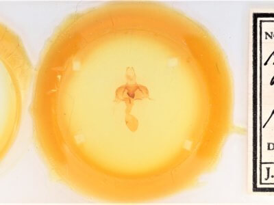 slide view of adult Abagrotis alampeta