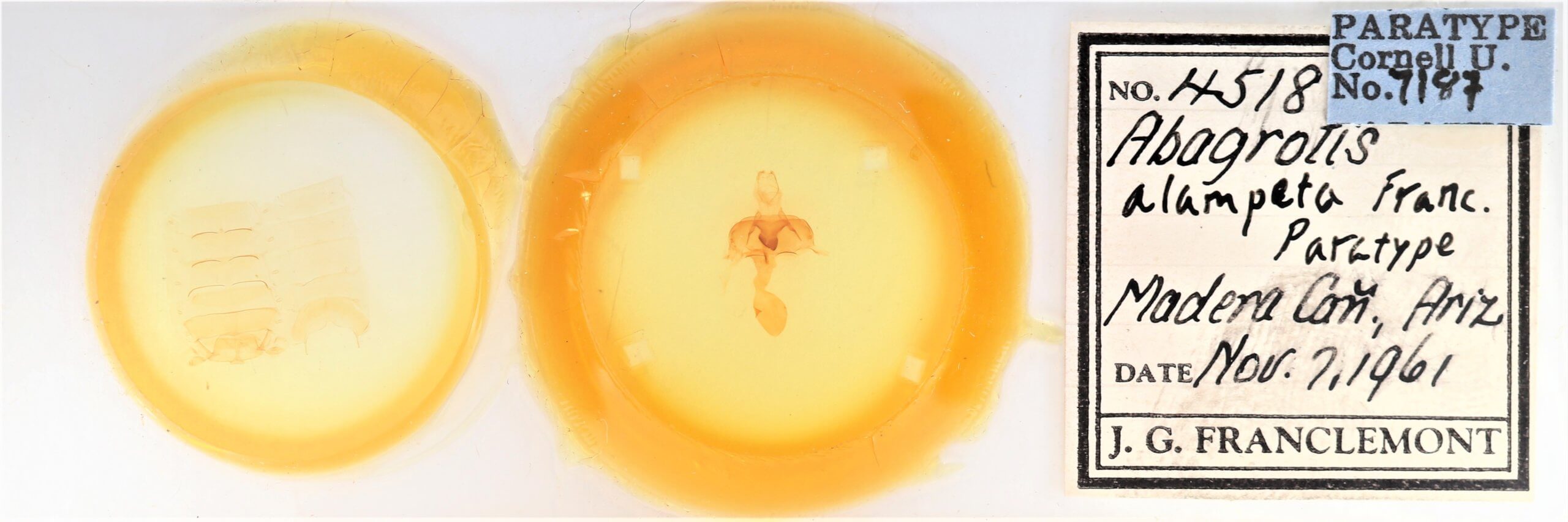 slide view of adult Abagrotis alampeta