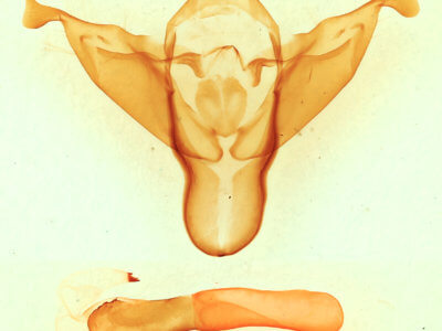 genitalia view of adult Abagrotis alampeta