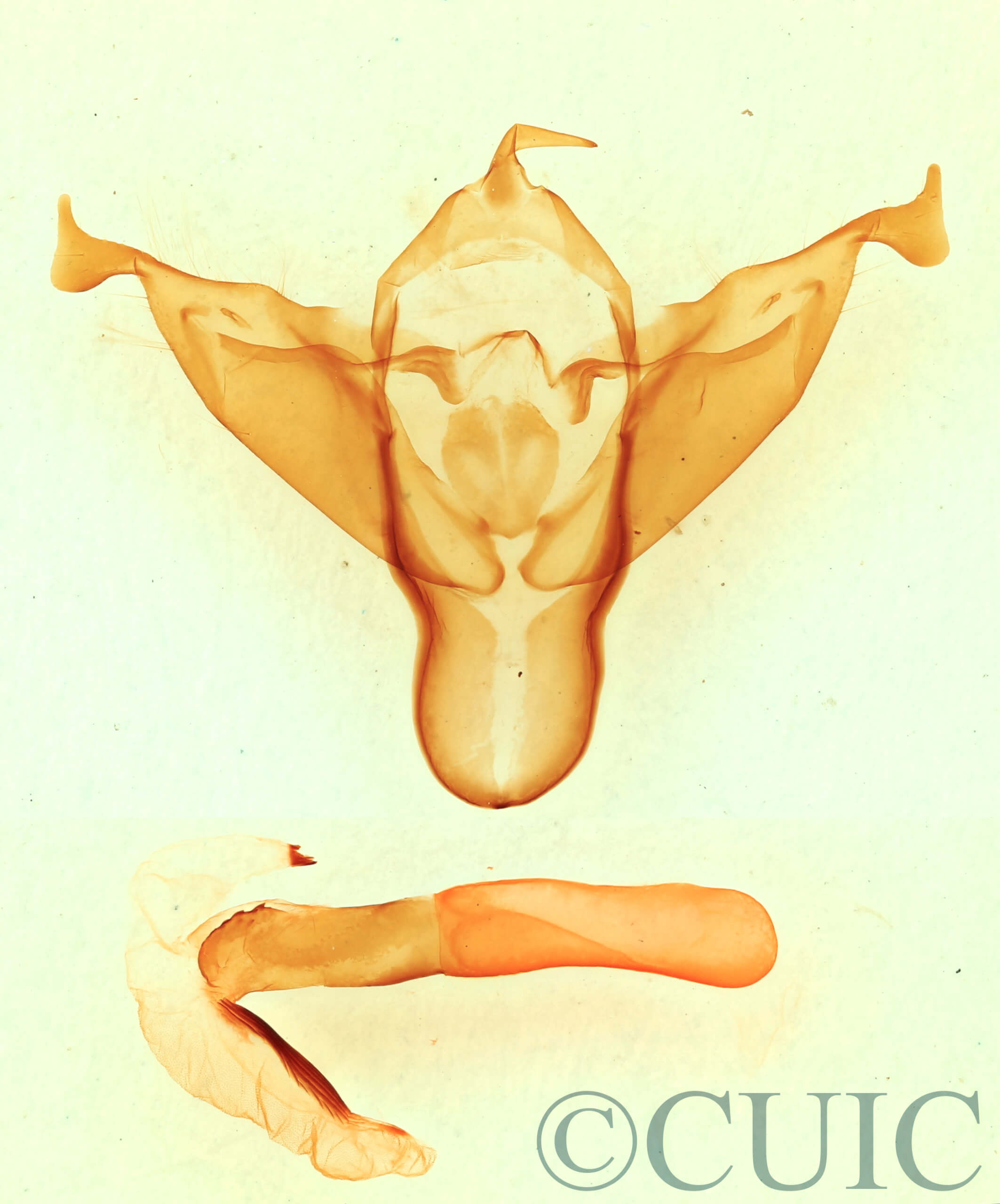 genitalia view of adult Abagrotis alampeta