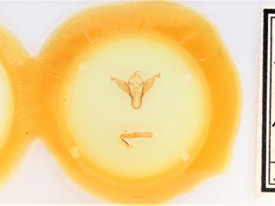 slide view of adult Abagrotis alampeta