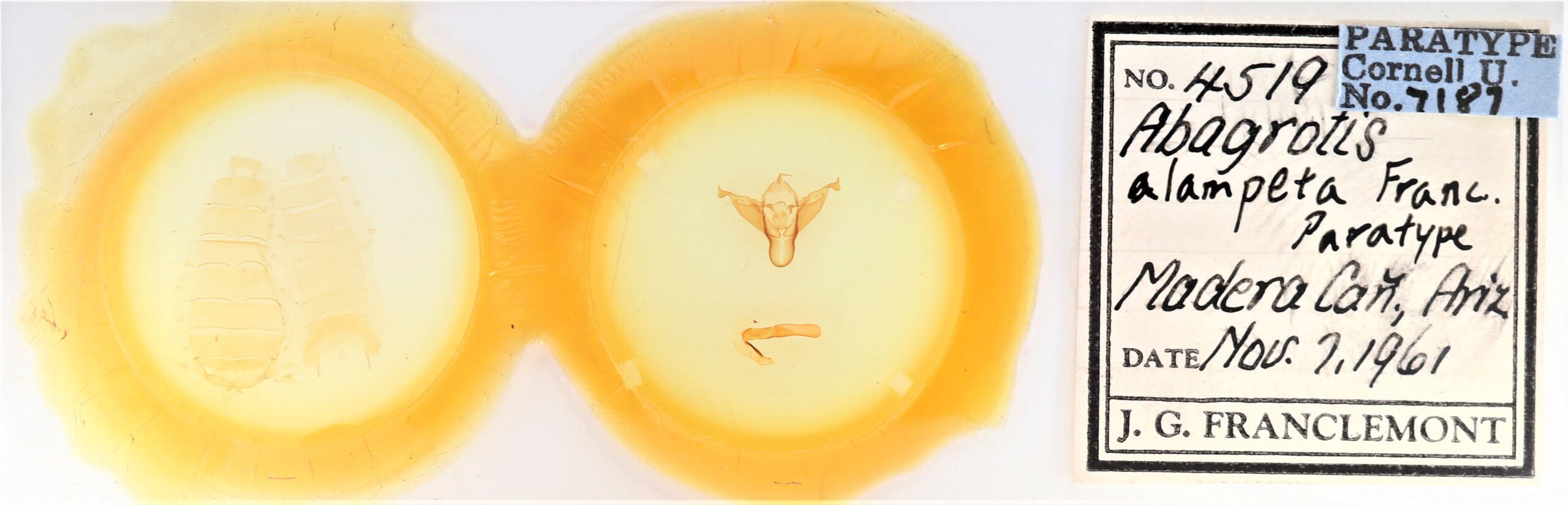 slide view of adult Abagrotis alampeta