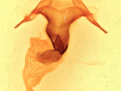 genitalia view of adult Abagrotis alampeta