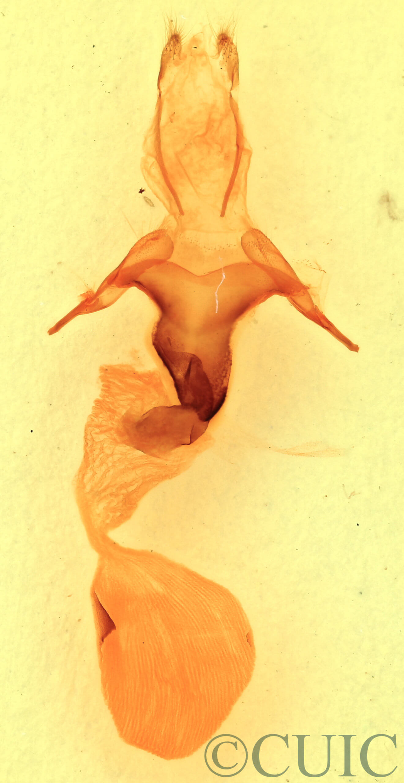 genitalia view of adult Abagrotis alampeta