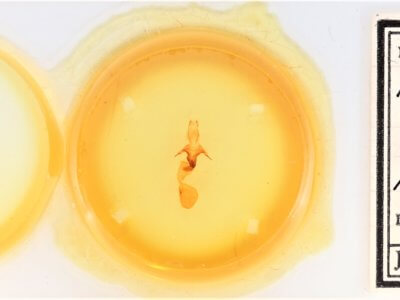 slide view of adult Abagrotis alampeta