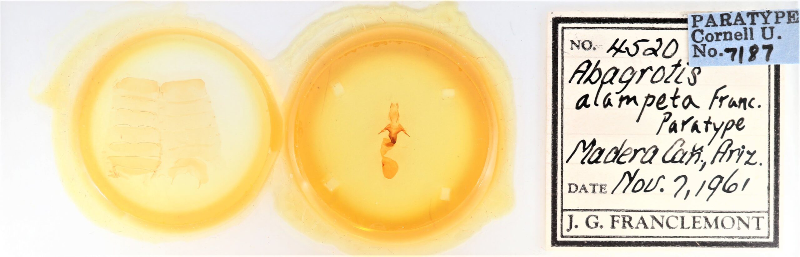 slide view of adult Abagrotis alampeta