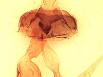 genitalia view of adult Abagrotis alampeta