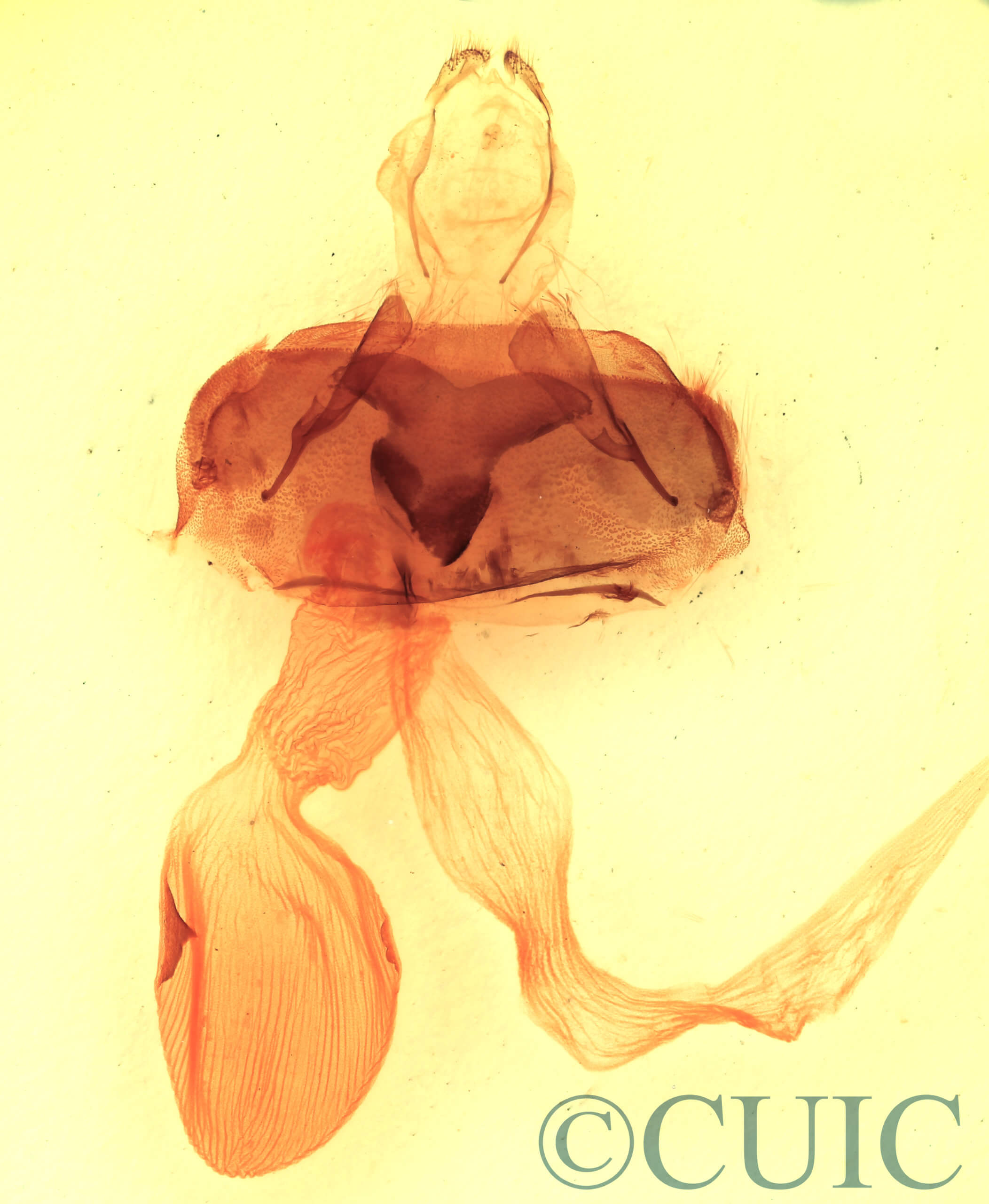 genitalia view of adult Abagrotis alampeta