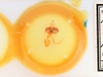 slide view of adult Abagrotis alampeta