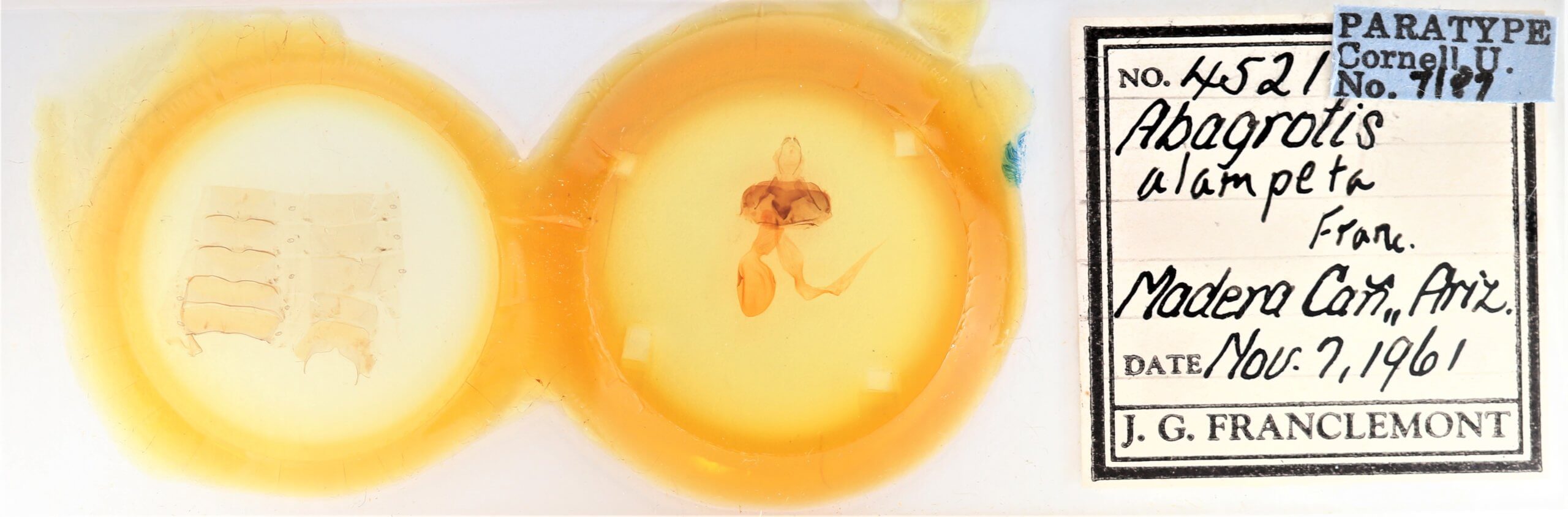 slide view of adult Abagrotis alampeta