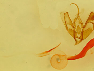 genitalia view of adult Acontia chea