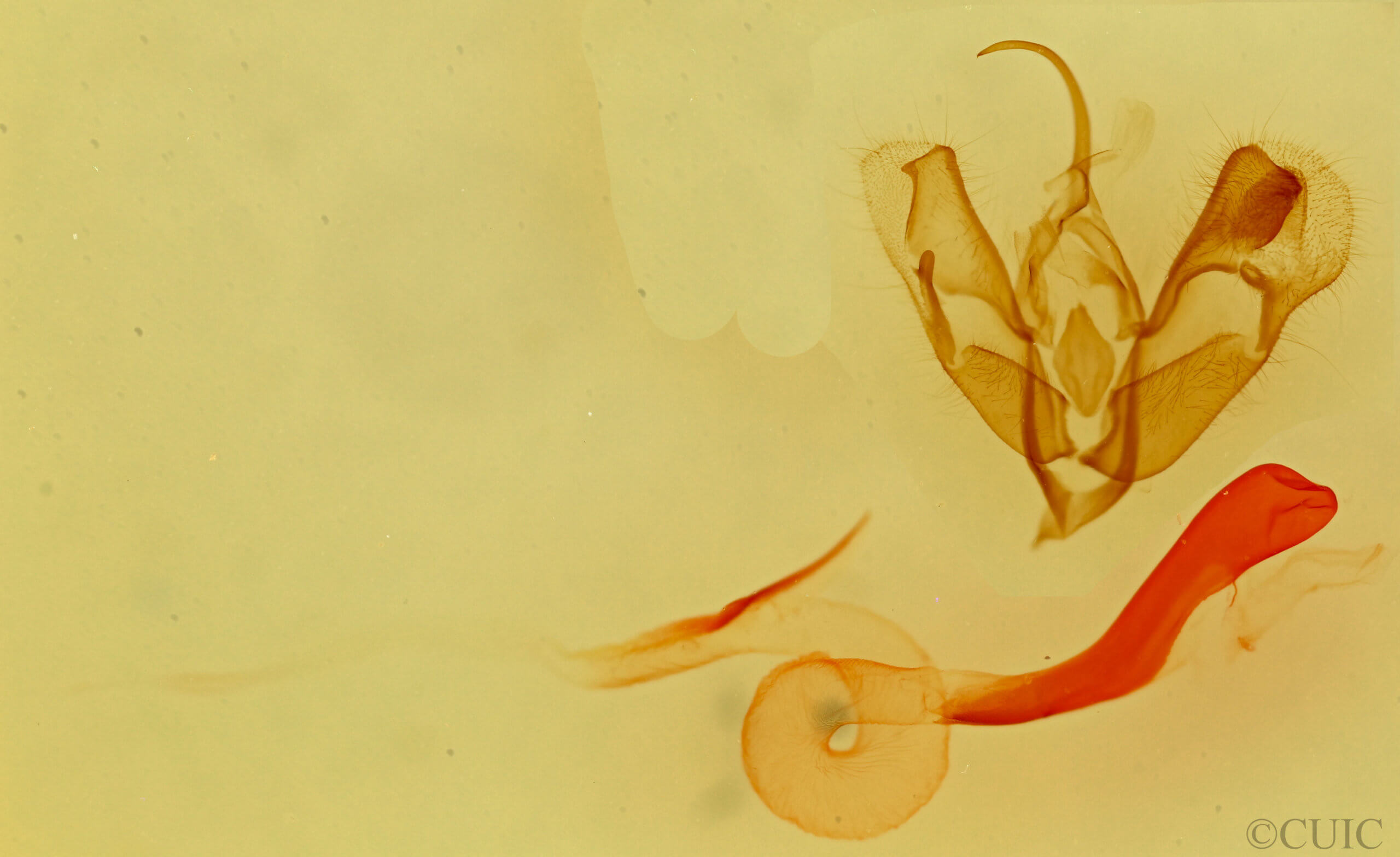 genitalia view of adult Acontia chea