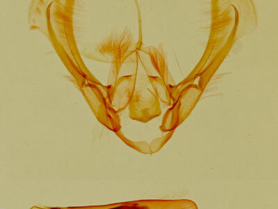 genitalia view of adult Ponometia phecolisca