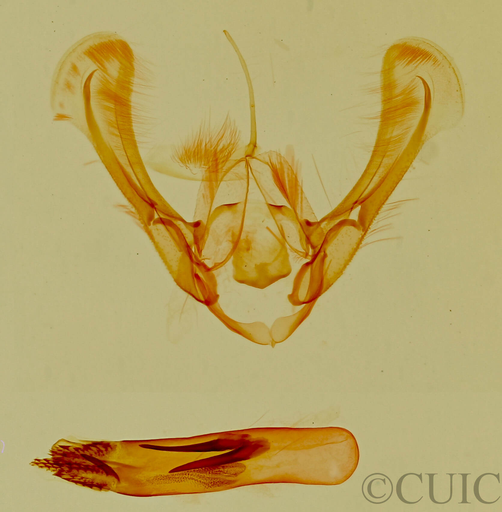 genitalia view of adult Ponometia phecolisca