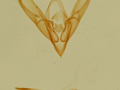 genitalia view of adult Ponometia nannodes