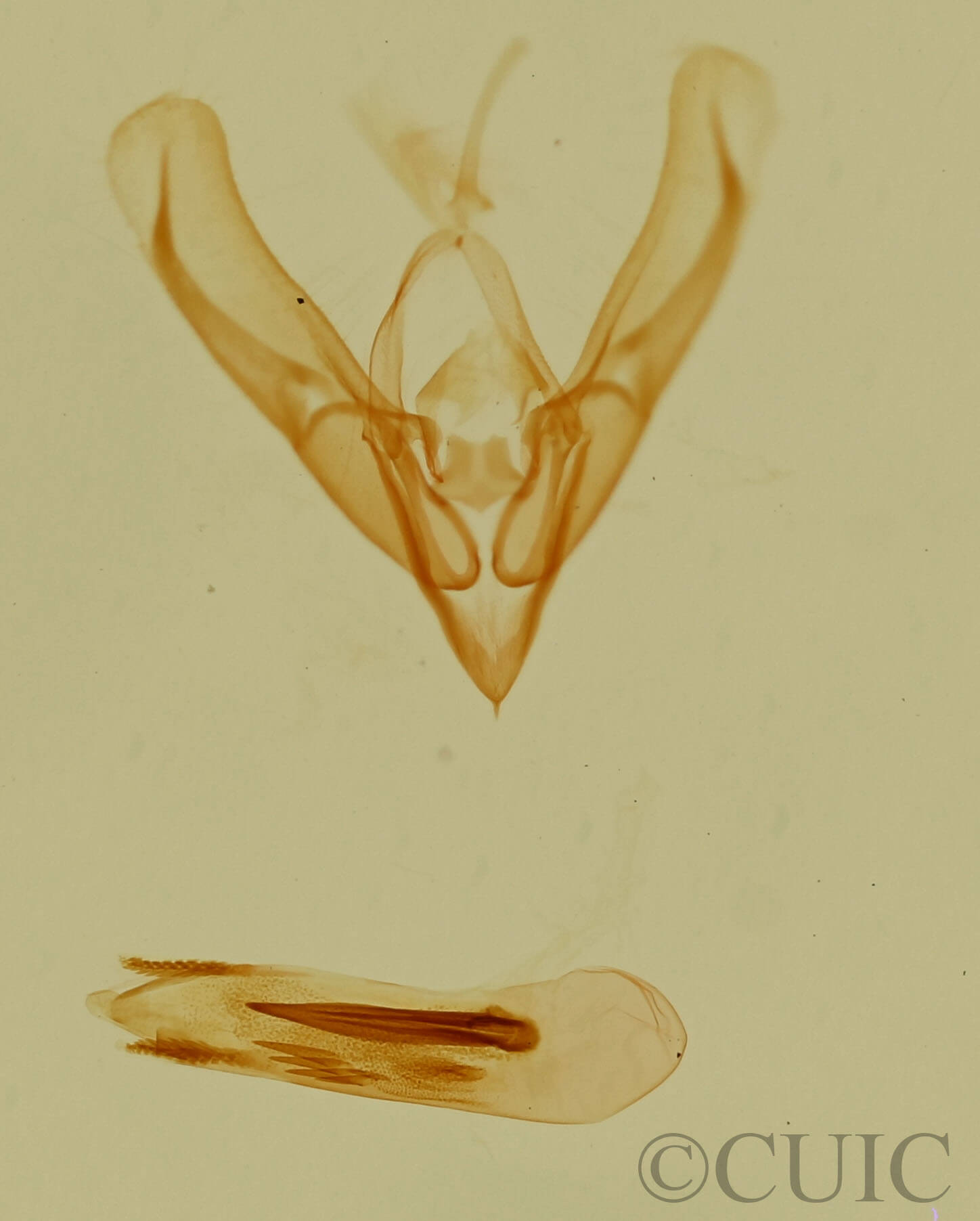 genitalia view of adult Ponometia nannodes