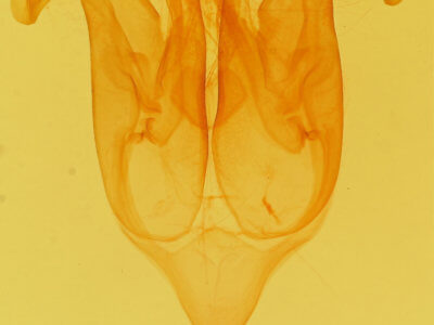 genitalia view of adult Eutelia furcata