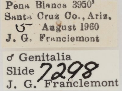 label view of adult Eutelia furcata