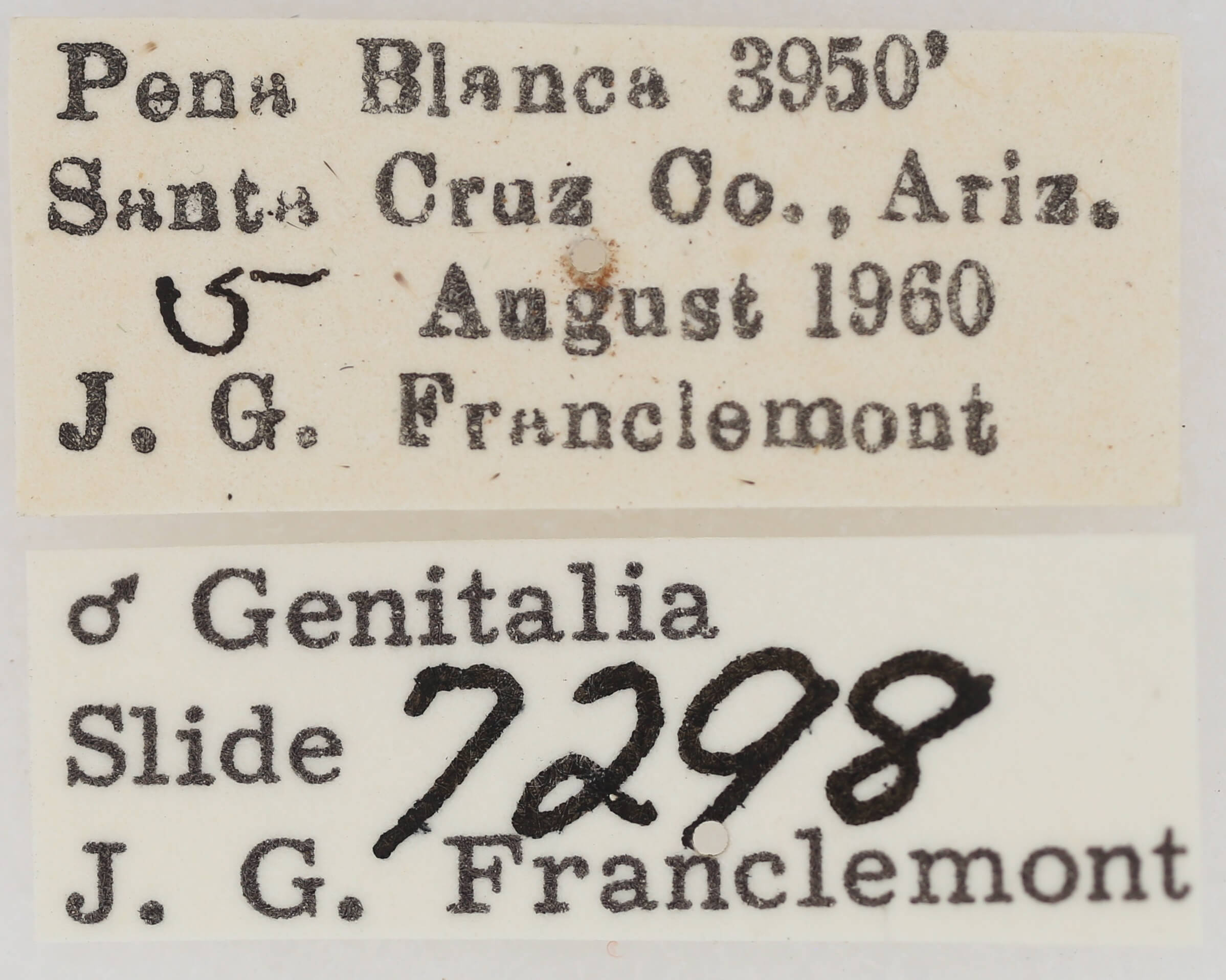 label view of adult Eutelia furcata