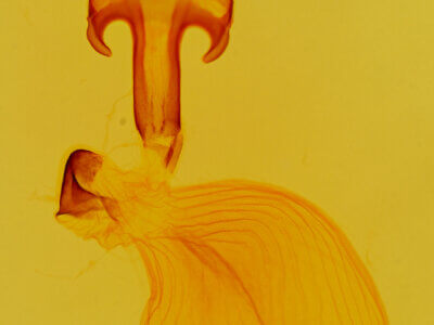 genitalia view of adult Eutelia furcata