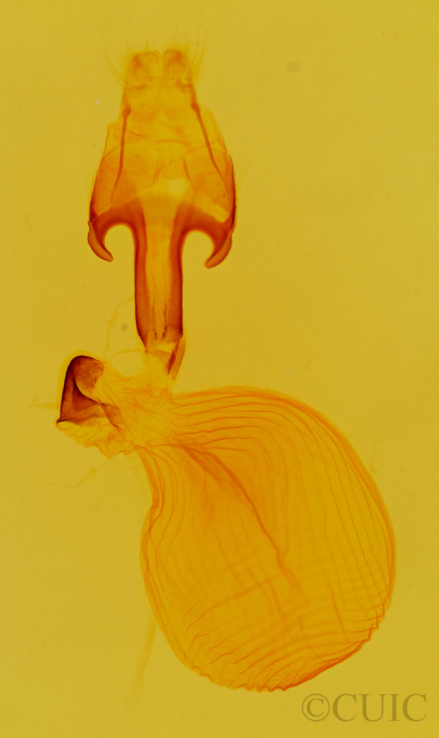 genitalia view of adult Eutelia furcata