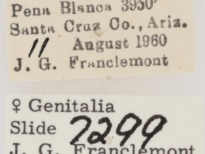 label view of adult Eutelia furcata