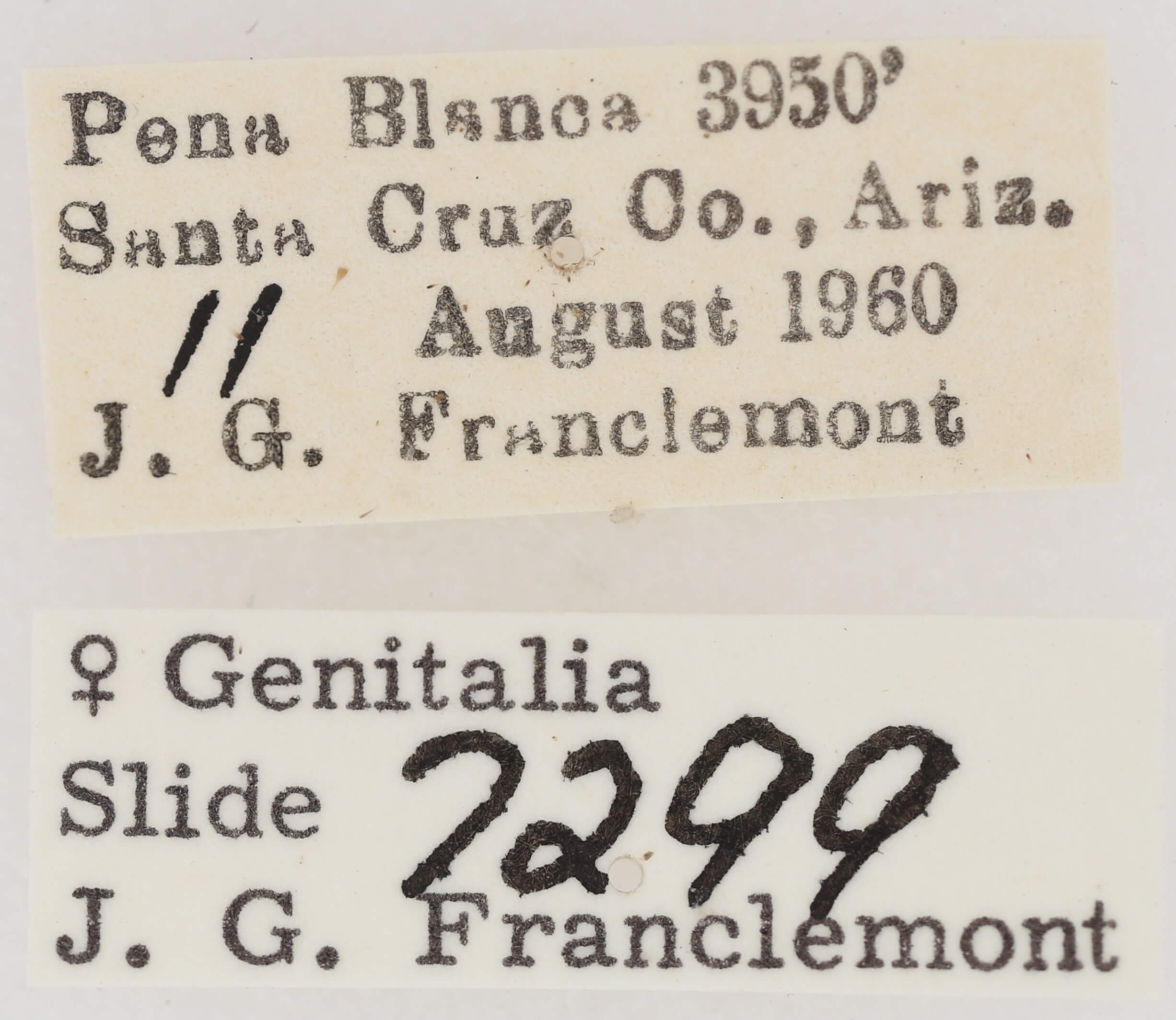 label view of adult Eutelia furcata