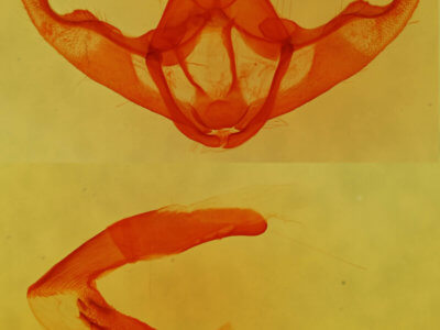 genitalia view of adult Nepheloleuca floridata