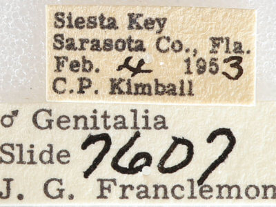 label view of adult Nepheloleuca floridata