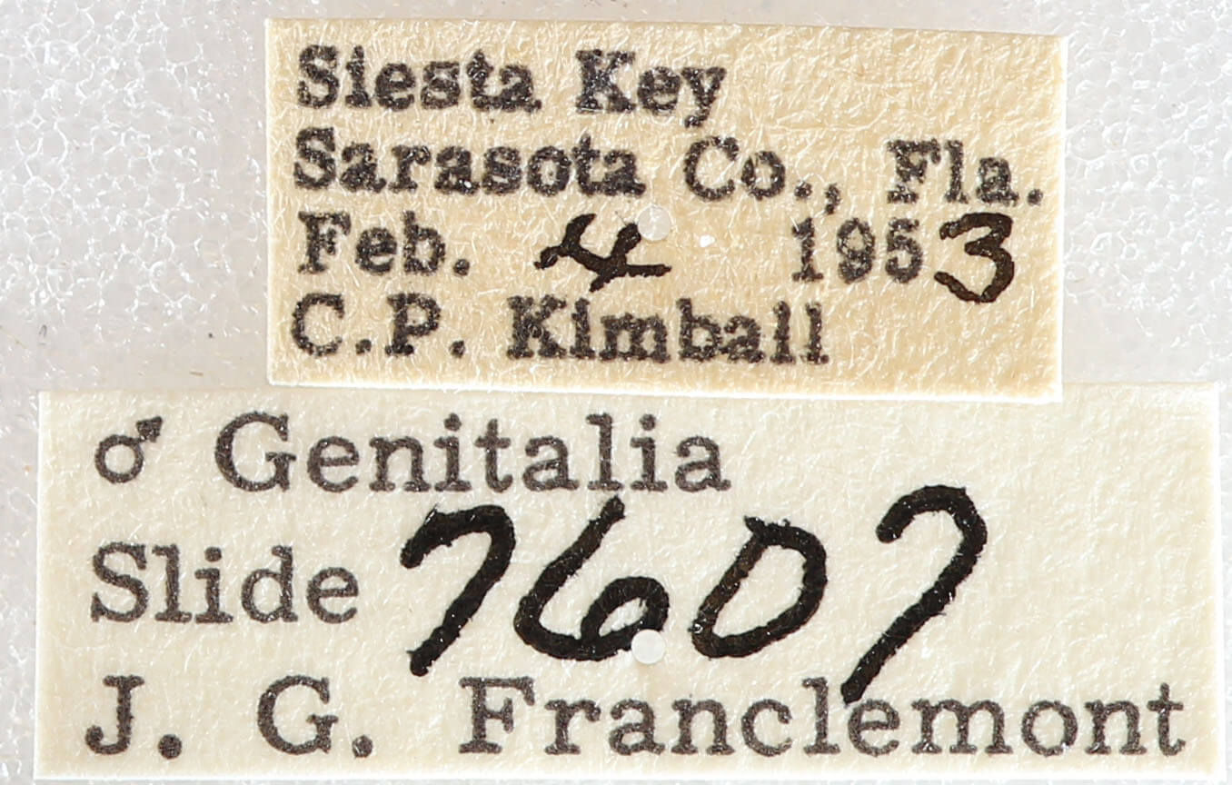 label view of adult Nepheloleuca floridata