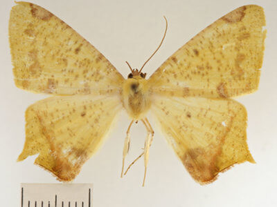 dorsal view of adult Nepheloleuca floridata