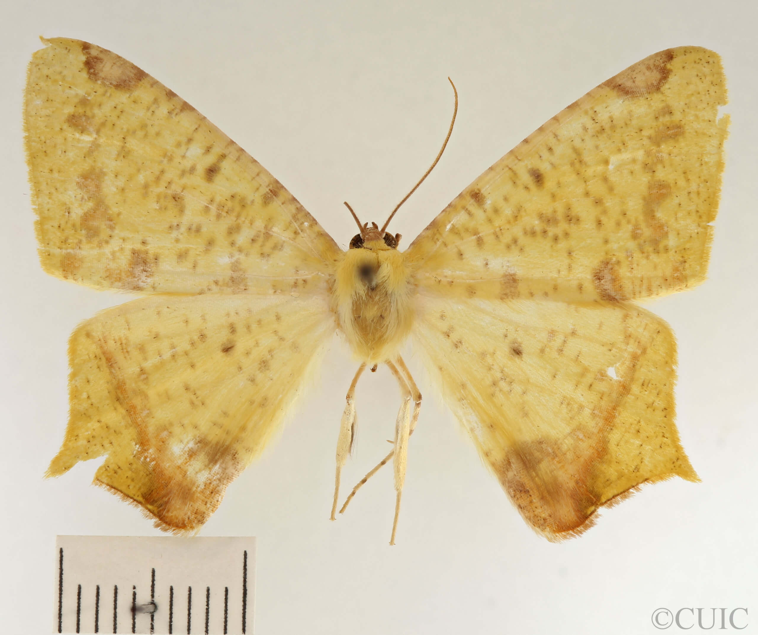 dorsal view of adult Nepheloleuca floridata