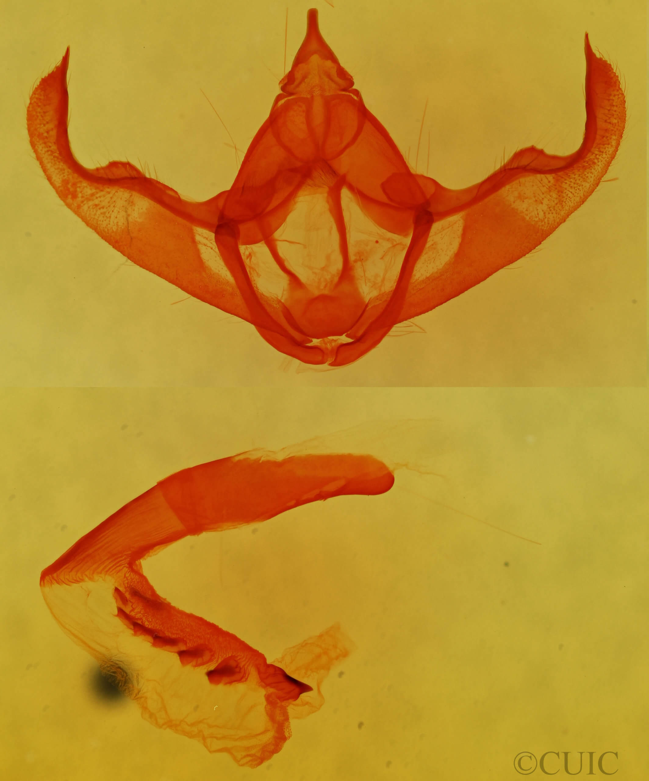 genitalia view of adult Nepheloleuca floridata