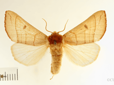 dorsal view of adult Datana perspicua