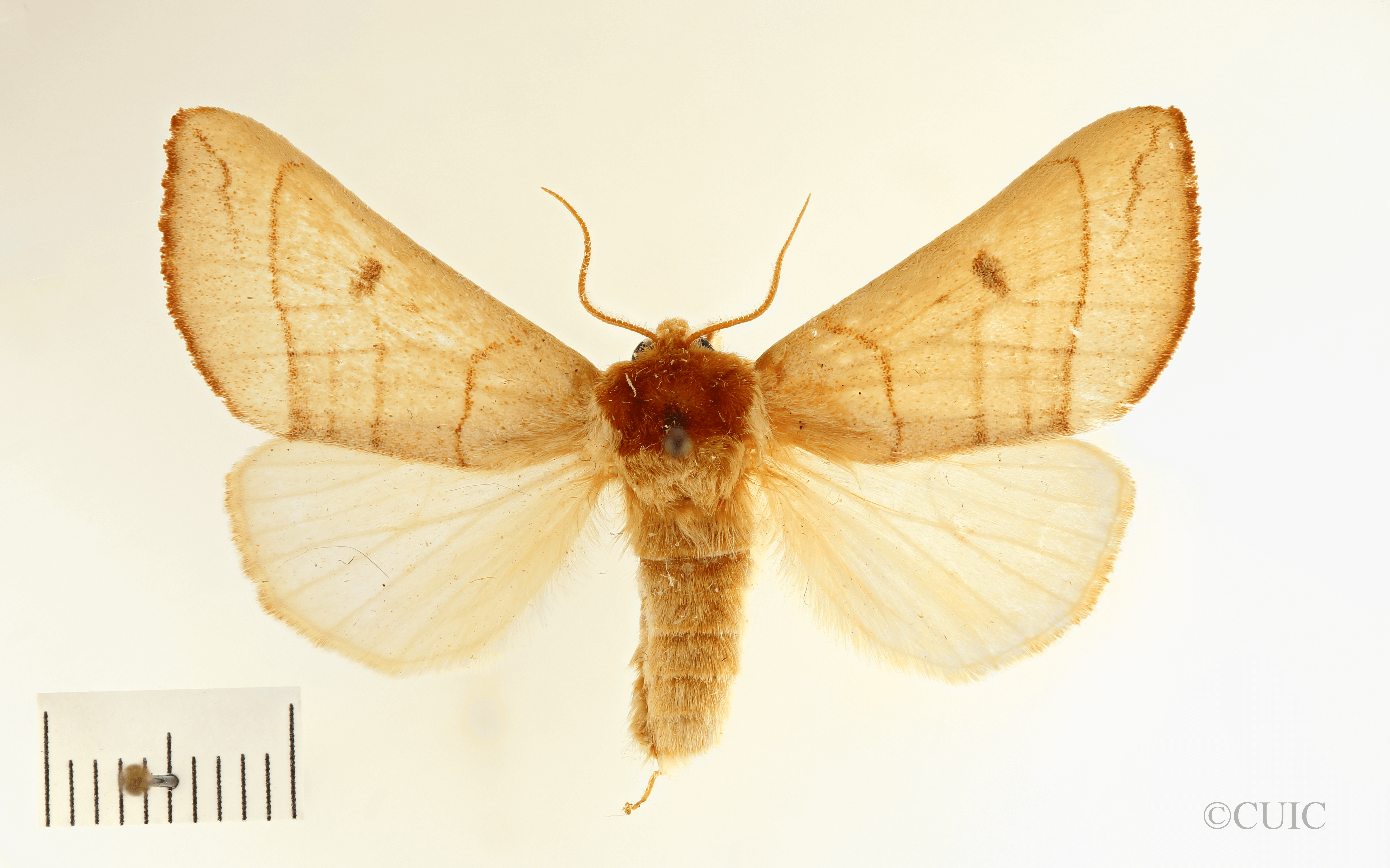 dorsal view of adult Datana perspicua