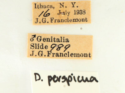 label view of adult Datana perspicua