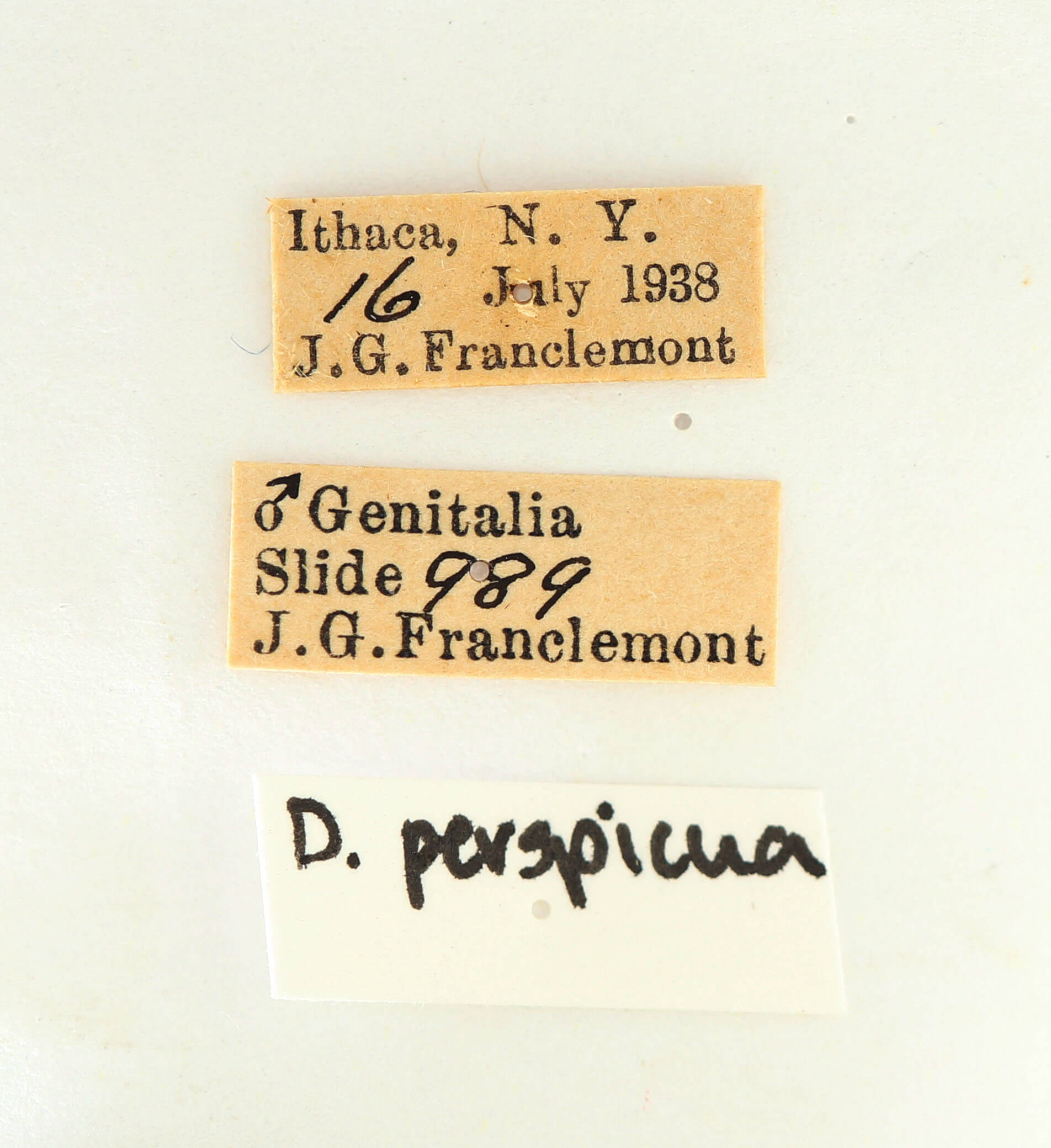 label view of adult Datana perspicua