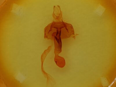 genitalia view of adult Abagrotis orbis