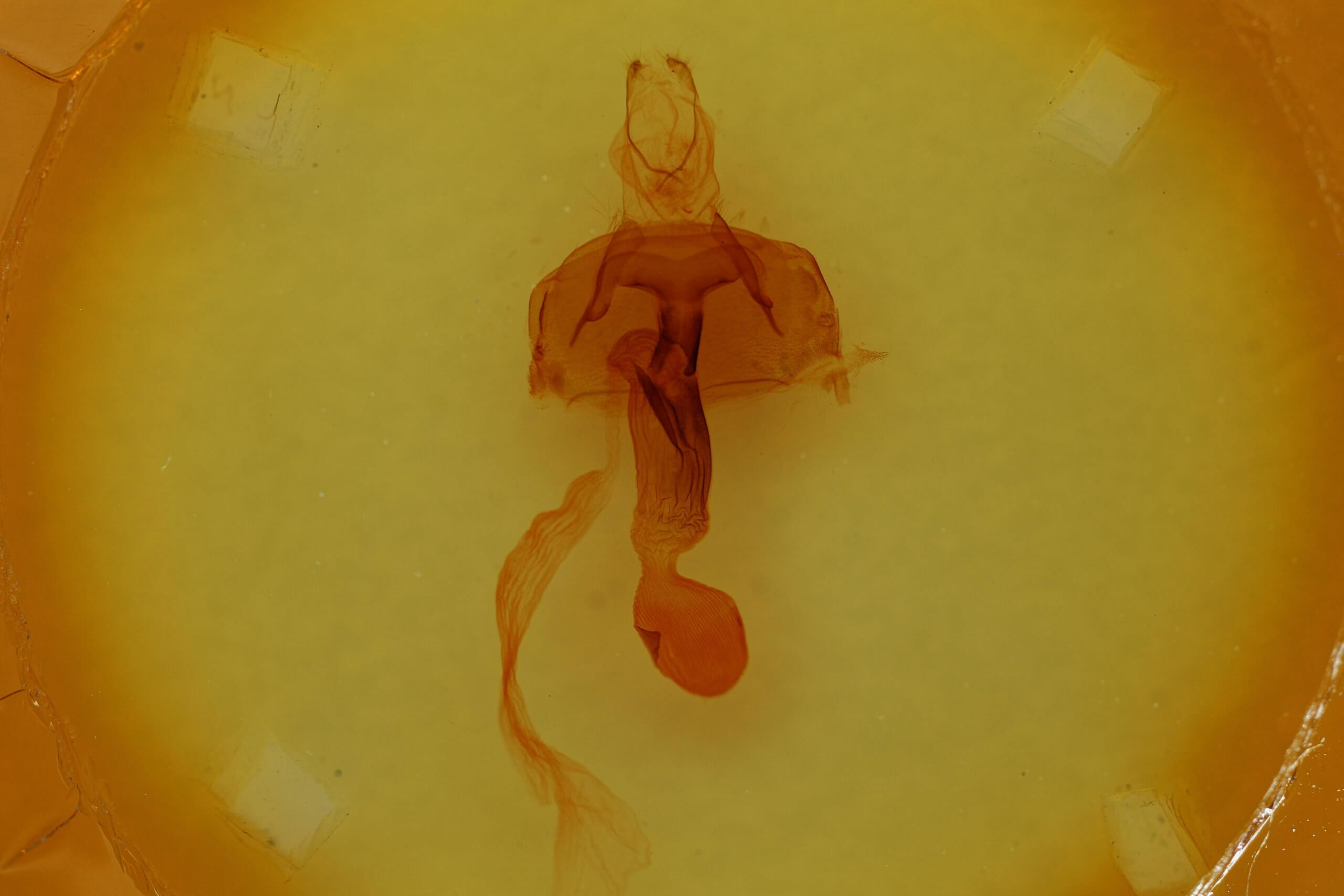 genitalia view of adult Abagrotis orbis