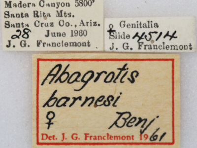 label view of adult Abagrotis orbis