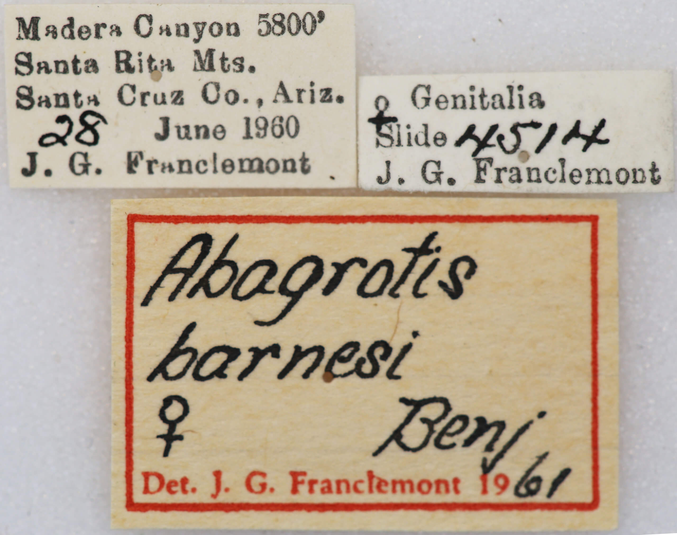 label view of adult Abagrotis orbis