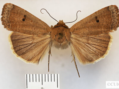 dorsal view of adult Abagrotis orbis